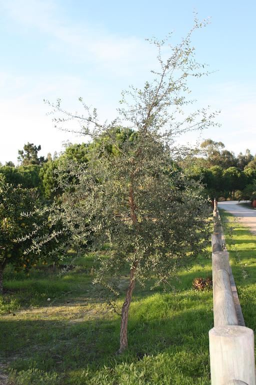 Monte Macario Alojamento Local Coruche Dış mekan fotoğraf